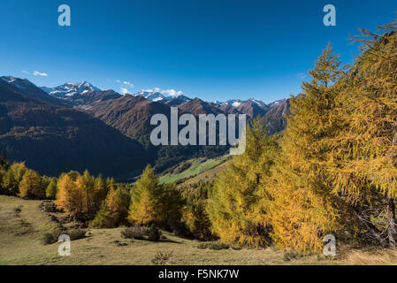 Vergilbte Europäische Lärchen (Larix Decidua), herbstlichen Bergwald, Lasörling und Lasörlinggruppe hinter oberen Virgental Stockfoto