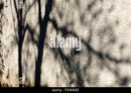 Bäume, die Schatten auf Stuck Wand. Stockfoto