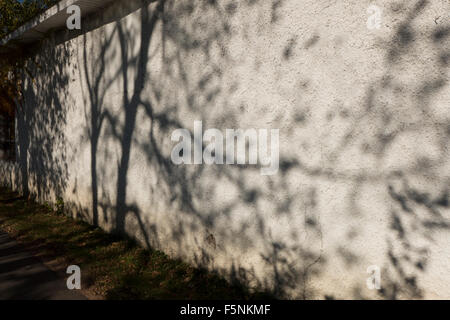 Bäume, die Schatten auf Stuck Wand. Stockfoto