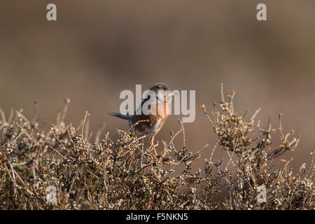 Männliche Dartford Warbler gehockt heather Stockfoto