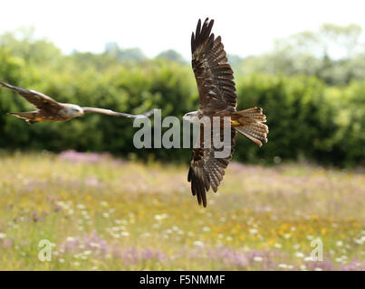 Nahaufnahme von zwei Schwarzmilane im Flug Stockfoto