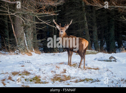 Rotwild auf den Wald und Hügeln rund um Loch Muick in der Nähe von Ballater im Cairngorm Highland Park unterhalb des Berges Lochnagar. Stockfoto