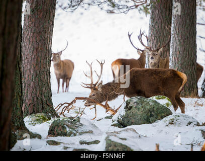 Red Deer Stockfoto