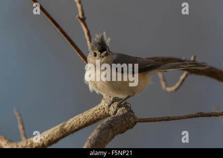 Tufted Meise thront in einem Sassafras Baum Stockfoto