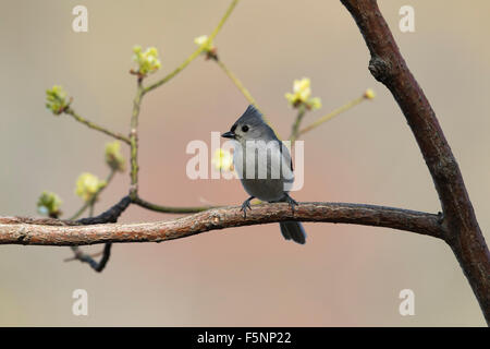 Tufted Meise thront in einem Sassafras Baum Stockfoto