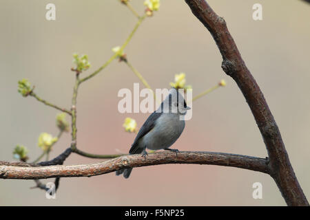 Tufted Meise thront in einem Sassafras Baum Stockfoto