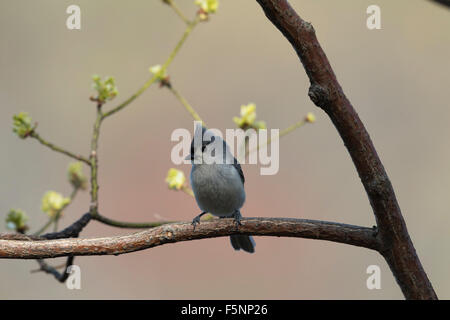 Tufted Meise thront in einem Sassafras Baum Stockfoto