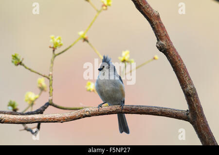 Tufted Meise thront in einem Sassafras Baum Stockfoto