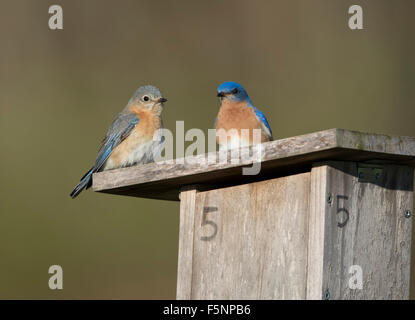 Männliche und weibliche östliche Bluebirds Nistkasten zu verteidigen Stockfoto
