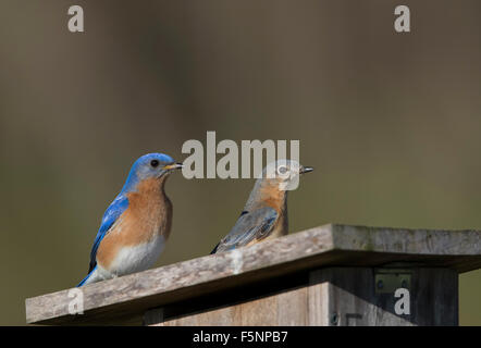 Männliche und weibliche östliche Bluebirds Nistkasten zu verteidigen Stockfoto