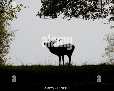 Silhouette von Red deer Hirsch in Studley royal Deer Park Stockfoto