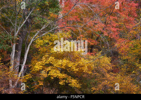 Herbstfarbe Wald in Howard County, Maryland Stockfoto
