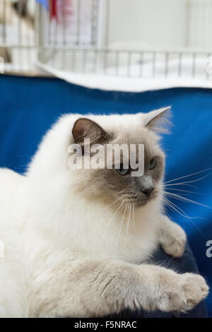 Tamworth, Staffordshire. 7. November 2015. Samstag, 7. November 2015 Coco mit seinem kaiserlichen Grand gewinnen Rosette an der britischen Ragdoll Cat Club 14. Championship Show im Wilnecote Leisure Centre Tamworth Kredit statt: David Holbrook/Alamy Live News Stockfoto