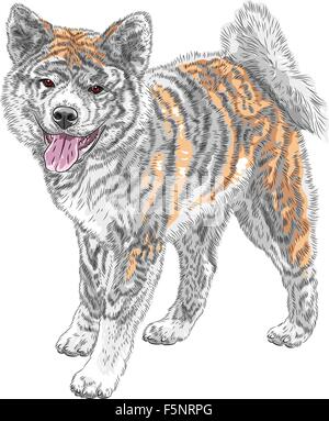 Vektor-Skizze Hund Akita Inu japanische Rasse Lächeln Stock Vektor