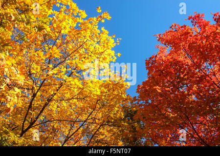 Bunte, große, gelbe und rote Ahorn (Acer) Bäume im Herbst Laub. Vor blauem Himmel in New Jersey, North America im späten Herbst fotografiert. Stockfoto