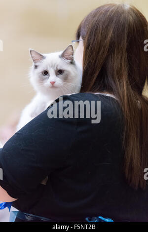 Tamworth, Staffordshire. 7. November 2015. Samstag, 7. November 2015 der britischen Ragdoll Cat Club 14. Championship Show im Wilnecote Leisure Centre Tamworth Kredit statt: David Holbrook/Alamy Live News Stockfoto