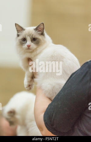 Tamworth, Staffordshire. 7. November 2015. Samstag, 7. November 2015 der britischen Ragdoll Cat Club 14. Championship Show im Wilnecote Leisure Centre Tamworth Kredit statt: David Holbrook/Alamy Live News Stockfoto