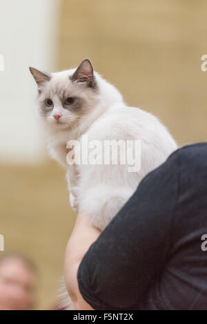 Tamworth, Staffordshire. 7. November 2015. Samstag, 7. November 2015 der britischen Ragdoll Cat Club 14. Championship Show im Wilnecote Leisure Centre Tamworth Kredit statt: David Holbrook/Alamy Live News Stockfoto