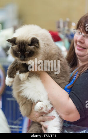 Tamworth, Staffordshire. 7. November 2015. Samstag, 7. November 2015 der britischen Ragdoll Cat Club 14. Championship Show im Wilnecote Leisure Centre Tamworth Kredit statt: David Holbrook/Alamy Live News Stockfoto