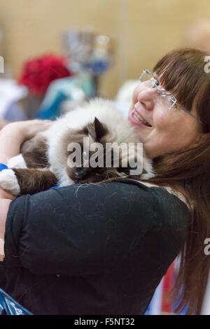 Tamworth, Staffordshire. 7. November 2015. Samstag, 7. November 2015 der britischen Ragdoll Cat Club 14. Championship Show im Wilnecote Leisure Centre Tamworth Kredit statt: David Holbrook/Alamy Live News Stockfoto