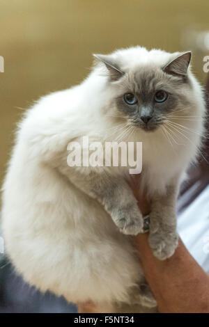 Tamworth, Staffordshire. 7. November 2015. Samstag, 7. November 2015 der britischen Ragdoll Cat Club 14. Championship Show im Wilnecote Leisure Centre Tamworth Kredit statt: David Holbrook/Alamy Live News Stockfoto