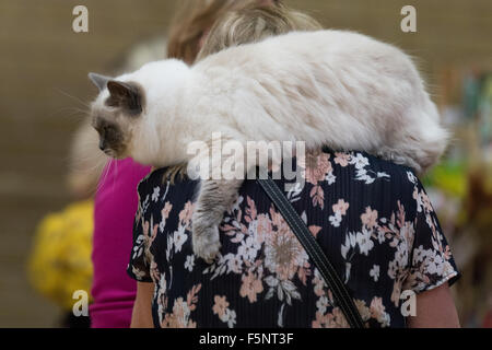 Tamworth, Staffordshire. 7. November 2015. Samstag, 7. November 2015 der britischen Ragdoll Cat Club 14. Championship Show im Wilnecote Leisure Centre Tamworth Kredit statt: David Holbrook/Alamy Live News Stockfoto