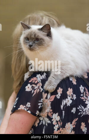 Tamworth, Staffordshire. 7. November 2015. Samstag, 7. November 2015 der britischen Ragdoll Cat Club 14. Championship Show im Wilnecote Leisure Centre Tamworth Kredit statt: David Holbrook/Alamy Live News Stockfoto