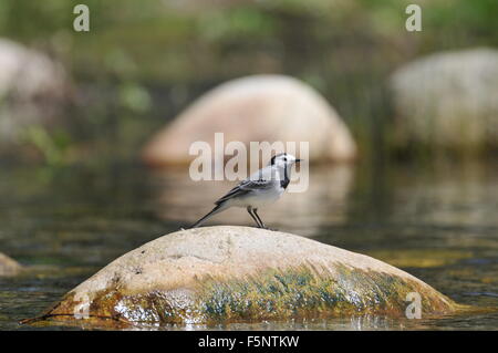 Weibliche Pied Bachstelze-Motacilla Alba. Frühling. Stockfoto