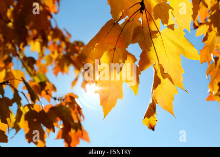 Die Sonne glitzert durch bunte Blätter im Herbst früh an einem hellen, sonnigen Morgen. die Blätter, die auf dem Turn, leuchtend orange sind vor einem strahlend blauen Himmel Stockfoto