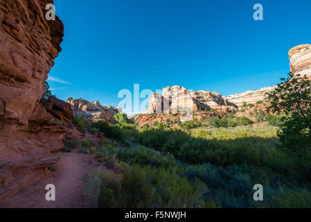 Landschaft auf dem Weg zu den Calf Creek Falls Stockfoto