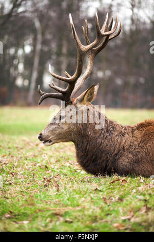 Rotwild-Hirsch im Richmond Park während der Brunftzeit Stockfoto