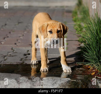 Schöne rote Welpen wird nah oben fotografiert. Stockfoto