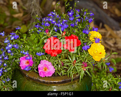 Masse der bunte Frühling Blüte Jahrbücher, gelb, rot, rosa, Portulacas & blaue Lobelie in dunklen grünen Keramik-Container / Topf Stockfoto