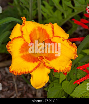 Atemberaubende lebendige tief gelb / orange Blume der Taglilie 'Kürbis Prince' mit Orange/rote Kehle & rote gewellte Kanten zu Blütenblätter auf grünem Hintergrund Stockfoto