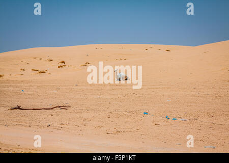 Sanddünen der Sahara Wüste in der Nähe von Ong Jemel in Tozeur, Tunesien. Stockfoto