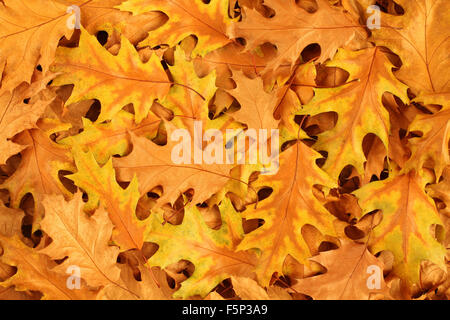 Herbstlaub Hintergrund - braun und gelb getrocknet Eichenlaub Stockfoto