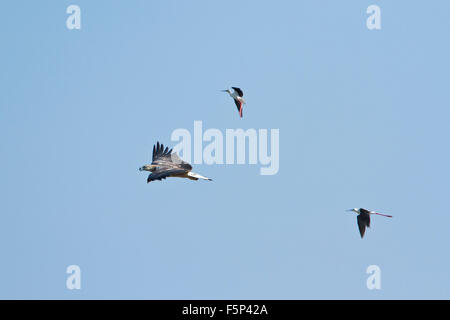 White-bellied Sea Eagle Specie Haliaeetus leucogaster Stockfoto