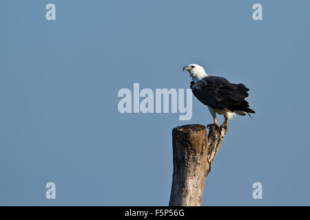 White-bellied Sea Eagle Specie Haliaeetus leucogaster Stockfoto