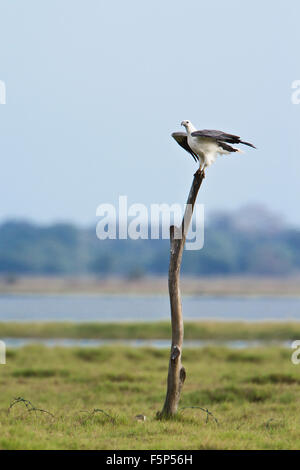 White-bellied Sea Eagle Specie Haliaeetus leucogaster Stockfoto