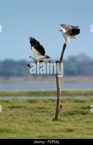 White-bellied Sea Eagle Specie Haliaeetus leucogaster Stockfoto