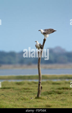 White-bellied Sea Eagle Specie Haliaeetus leucogaster Stockfoto