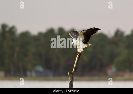 White-bellied Sea Eagle Specie Haliaeetus leucogaster Stockfoto