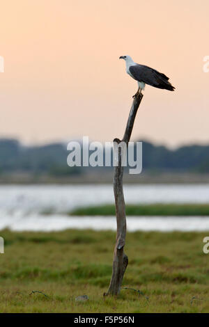 White-bellied Sea Eagle Specie Haliaeetus leucogaster Stockfoto