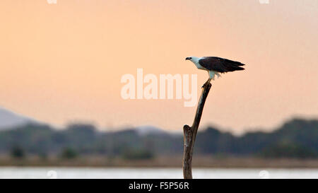 White-bellied Sea Eagle Specie Haliaeetus leucogaster Stockfoto