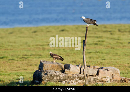 White-bellied Sea Eagle Specie Haliaeetus leucogaster Stockfoto