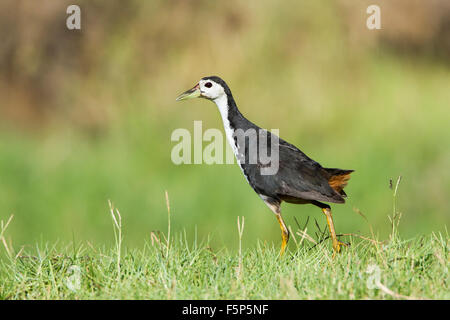 Weißer-breasted Waterhen Specie Amaurornis phoenicurus Stockfoto