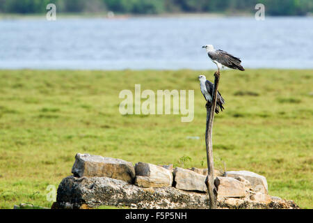 White-bellied Sea Eagle Specie Haliaeetus Leucogaster in Arugam Bay Lagune Stockfoto