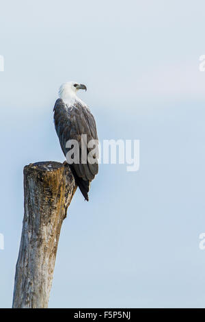 White-bellied Sea Eagle Specie Haliaeetus leucogaster Stockfoto