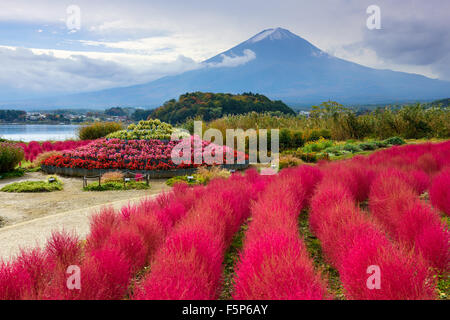 Berg Fuji, Japan mit Kokia Büsche im Oishi Park. Stockfoto