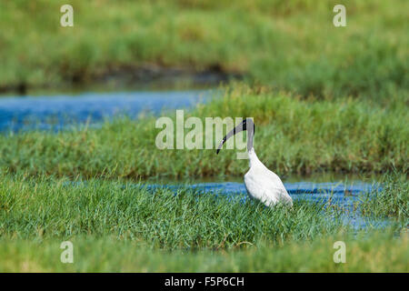 Black-headed Ibis Specie Threskiornis melanocephalus Stockfoto